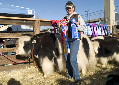 National Western Stock Show yak champion Royal Cow
